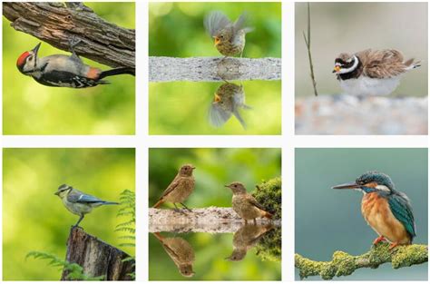 25 Most Influential Bird Photographers To Follow In 2023 | expertphotography