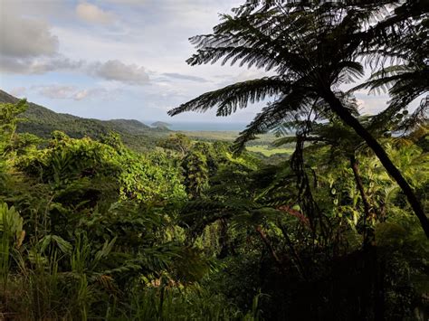 Daintree rainforest near Cape Tribulation, Cairns (Australia) : backpacking