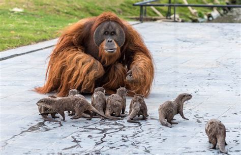 Otters and Orangutans Playing Together in Belgian Zoo