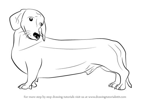 How to Draw a Wiener Dog (Dogs) Step by Step | DrawingTutorials101.com