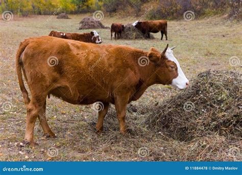 Cows eat hay stock photo. Image of grass, outdoors, green - 11884478