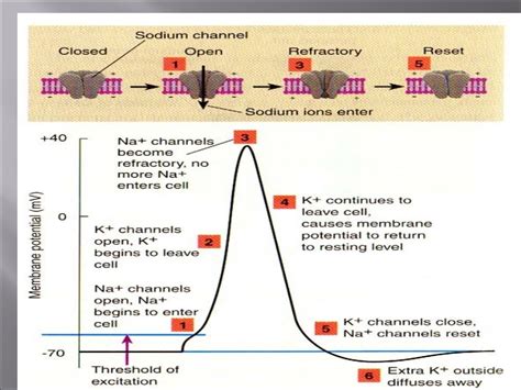 Resting membrane potential by DR. IRUM