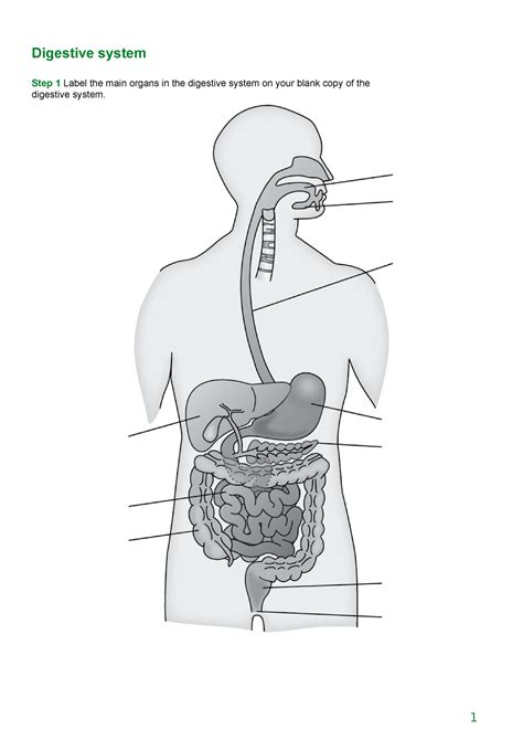 Digestive System Diagram With Labelling