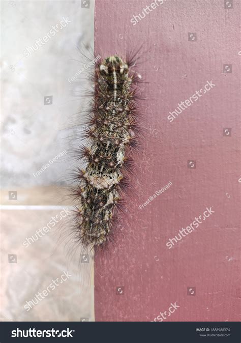 Big Beautiful Caterpillars Ulat Bulu Stock Photo 1888988374 | Shutterstock