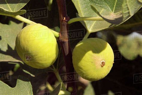 Agriculture - Ripe Calimyrna figs on the tree, ready for harvest / San Joaquin Valley ...