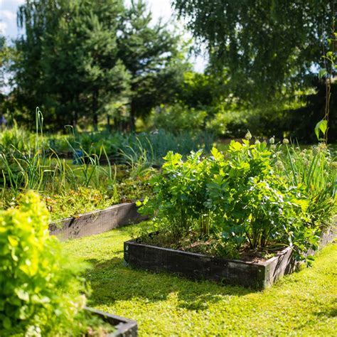 A Beginner's Guide To Homesteading