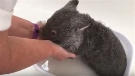 Find serenity in this video of a baby wombat having an oatmeal bath ...