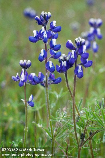 Lupinus bicolor | Miniature Lupine | Wildflowers of the Pacific Northwest