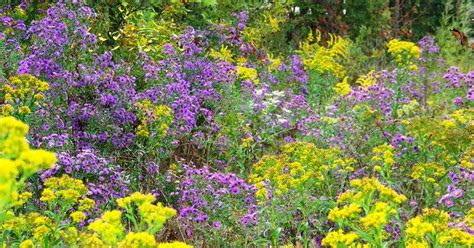 Midwest Native Plants, Gardens, and Wildlife: Asters and Goldenrods