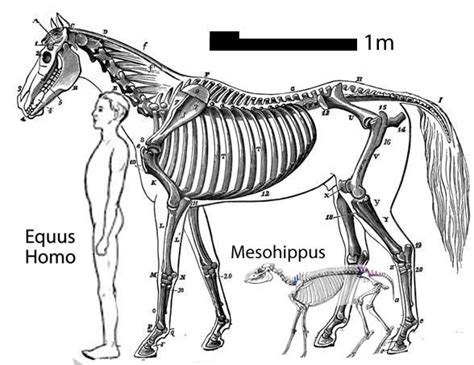 Equus, Plagiolophus, Lambdotherium and Miohippus