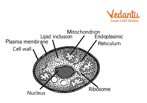 Fungal Cell Wall - Learn Important Terms and Concepts