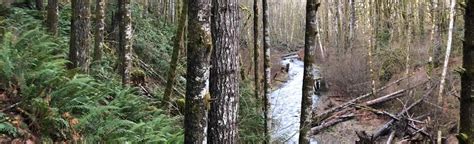 Gales Creek Trail, Oregon - 217 Reviews, Map | AllTrails