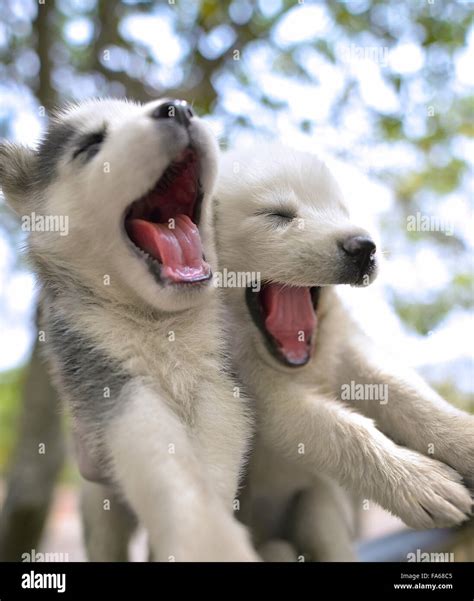 Two siberian husky puppies playing Stock Photo - Alamy