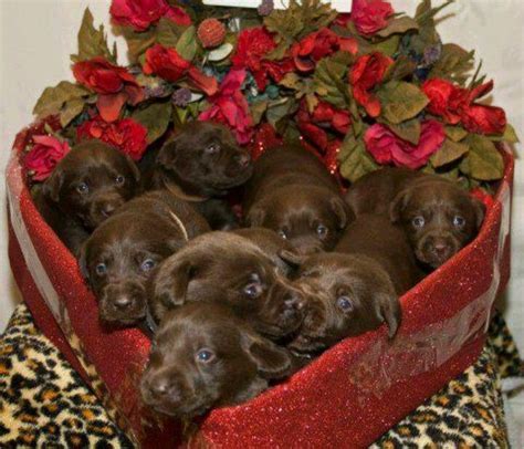 valentine box of chocolate labs - Google Search | Chocolate lab puppies, Lab puppies, Cute puppies