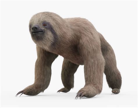 3D asset Sloth with Fur | CGTrader