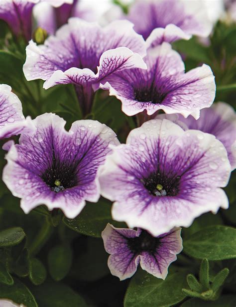 Perennial Petunias Sweetunia 'Purple Spotlight' - Tesselaar