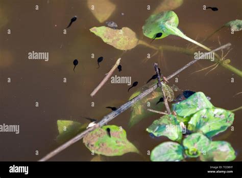 Frog Tadpoles swimming in natural habitat Stock Photo - Alamy