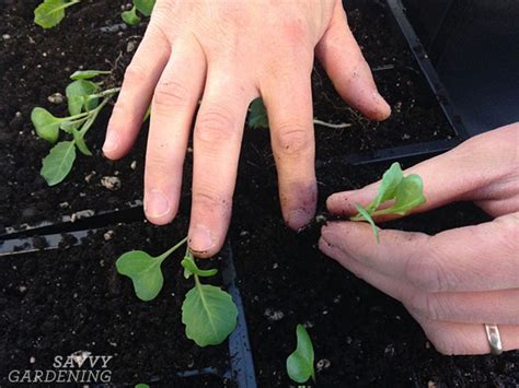 How to Grow Cabbage: From Planting Seeds to Harvesting Heads