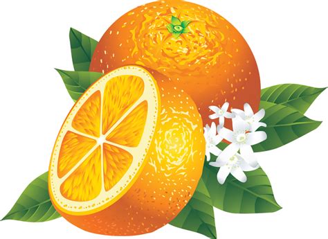 Realistic Orange Illustration Vector Download