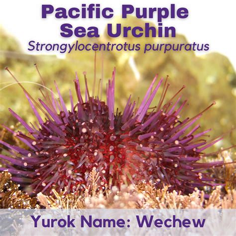 Creature Feature: Purple Sea Urchin | NEC