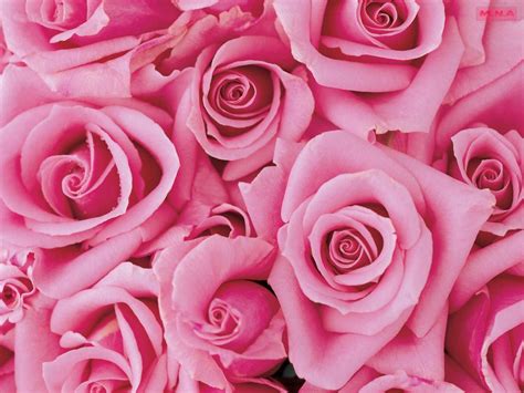 Most Beautiful Pink Flowers Wallpapers - 4k, HD Most Beautiful Pink Flowers Backgrounds on ...