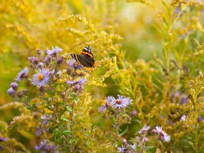 Fall Blooming Wildflowers To Add To Your Garden