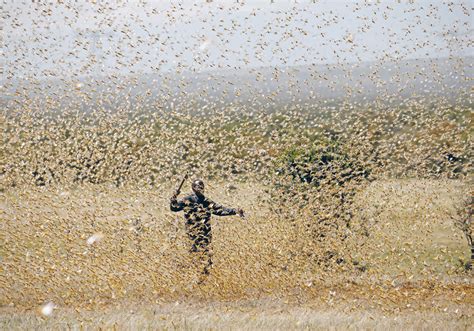 Locust swarms raise food security concerns | The Western Producer