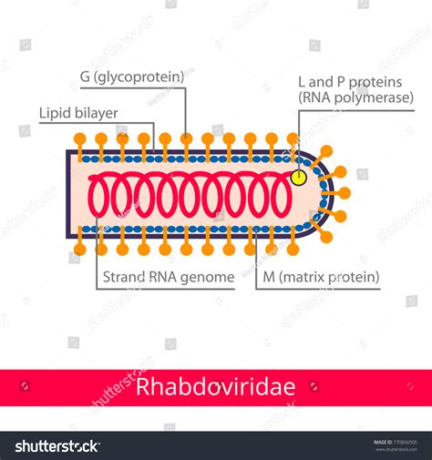 Rhabdoviridae Classification Viruses Vector Biology Icons: เวกเตอร์สต็อก (ปลอดค่าลิขสิทธิ์ ...