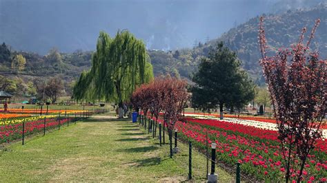 Tulip Garden In Kashmir To Open For Public On March 19