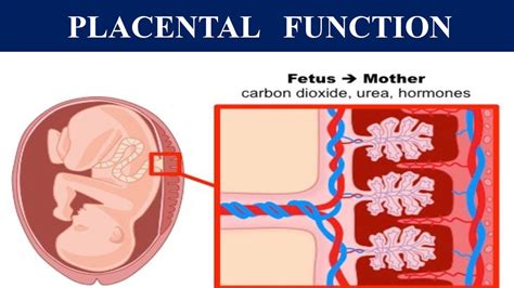 Placental function - YouTube