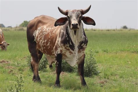 Nguni Cattle Pictures - AZ Animals