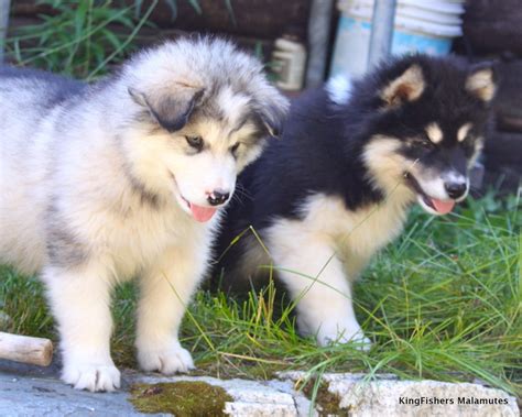 Alaskan Malamute Reviews and Pictures: Cute Alaskan Malamute Puppies Pictures Collections