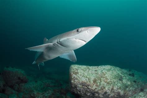 The 10 Biggest Sharks in Washington State (And Puget Sound)