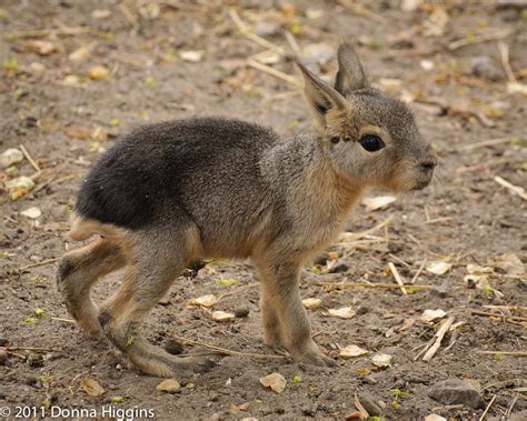 baby patagonian mara | Cute animals, Weird animals, Cute baby animals