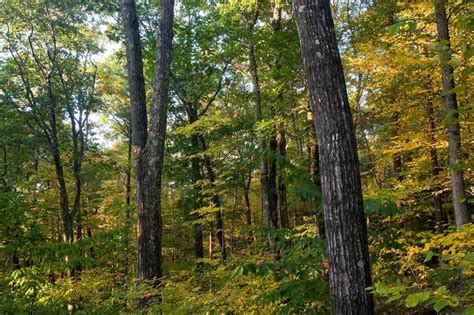 Art Lander’s Outdoors: Kentucky’s woodlands need proper management to realize full potential ...