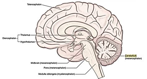 Easy Notes On 【Cerebellum】Learn in Just 4 Minutes!