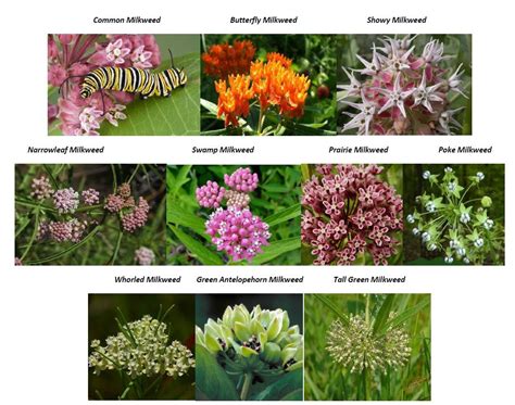 Plant Milkweed To Attract Monarch Butterflies. Many Unusual and Rare ...