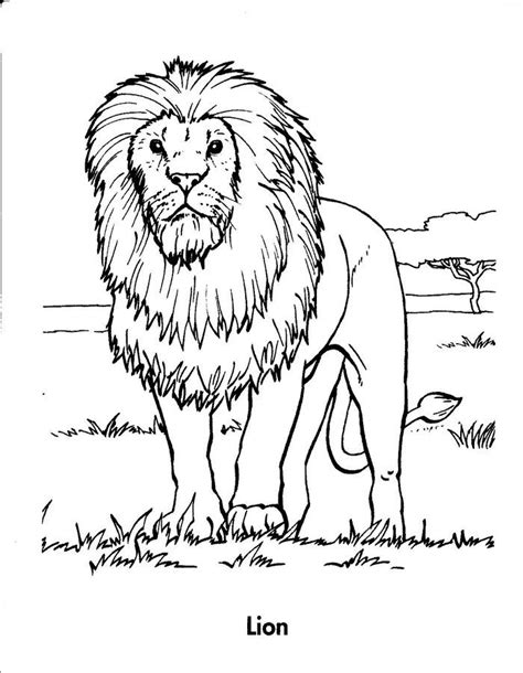 Realistic Lion Coloring Pages | Lion coloring pages, Cat coloring book ...