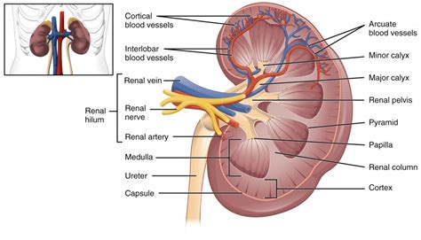 Patient Education: Normal Kidney function