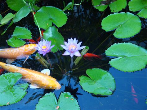 Koi Pond Koi Ponds, Flora, Fish, Vegetables, Pets, Garden, Inspiration ...