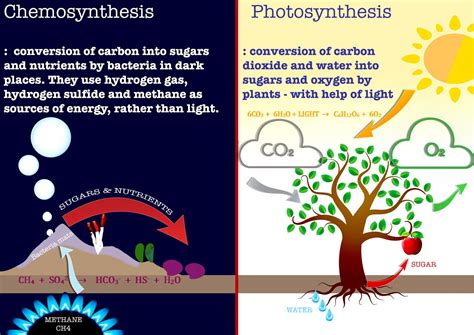 Chemosynthesis occurs at cold seeps on the Arctic Ocean floor