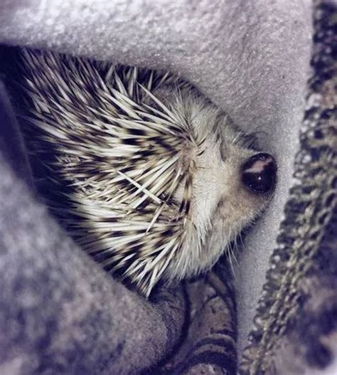 Hedgehog Hibernation Signs and Symptoms - Heavenly Hedgies