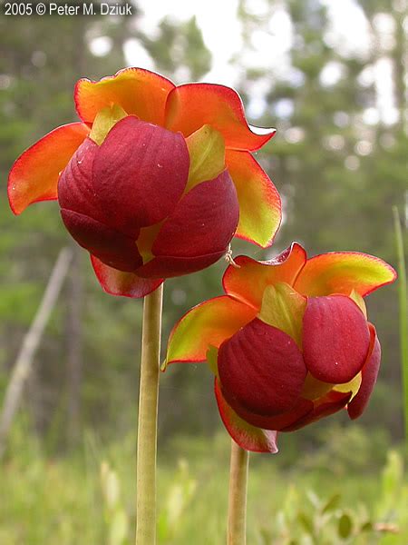 Sarracenia purpurea (Purple Pitcher Plant): Minnesota Wildflowers