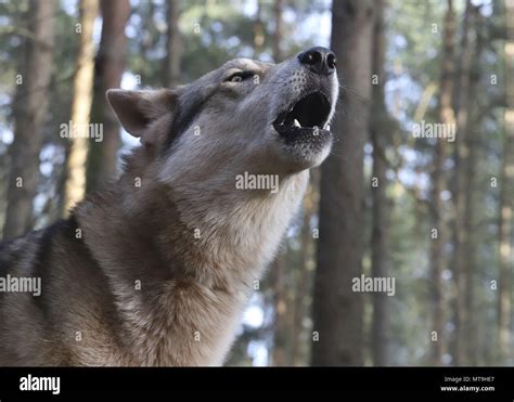 One howling hi-res stock photography and images - Alamy