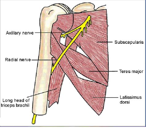 Enumerate the boundaries, contents of axilla, name the various branches of axillary artery ...