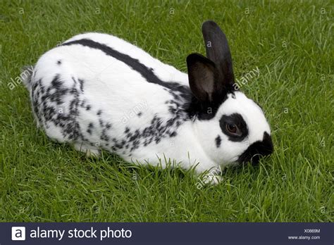 English Spot Rabbit Stock Photos & English Spot Rabbit Stock Images - Alamy