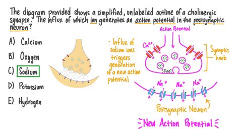 Question Video: Recalling the Ion Which Generates an Action Potential in the Postsynaptic Neuron ...