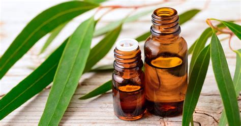 7 Amazing Essential Eucalyptus Oil Benefits - Goodnet