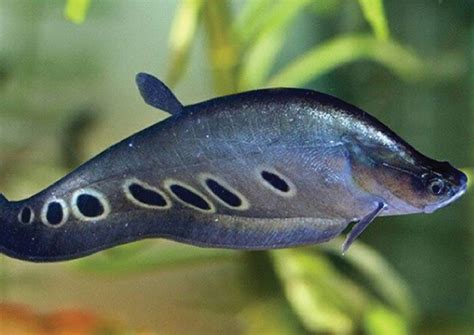 6 Ikan Predator Air Tawar Tipe Tengah Yang Populer - Nakama Aquatics