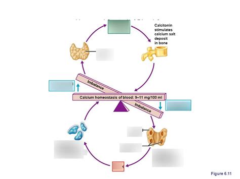 Calcium Homeostasis Loop (Endocrine System) Diagram | Quizlet